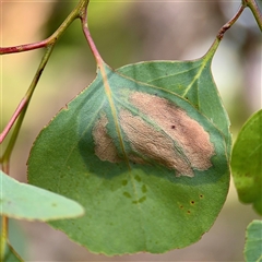 Lepidoptera unclassified IMMATURE (caterpillar or pupa or cocoon) at Higgins, ACT - 22 Feb 2025 by Hejor1