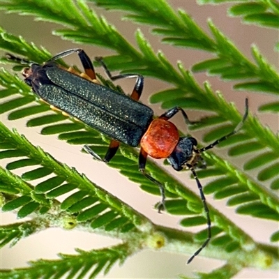 Chauliognathus tricolor (Tricolor soldier beetle) at Higgins, ACT - 22 Feb 2025 by Hejor1