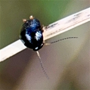 Blattidae sp. (family) at Higgins, ACT - 22 Feb 2025 12:25 PM