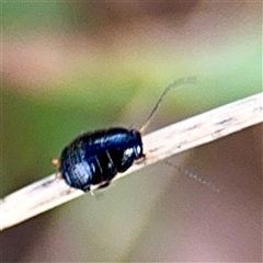 Blattidae sp. (family) at Higgins, ACT - 22 Feb 2025 12:25 PM