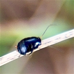 Blattidae sp. (family) at Higgins, ACT - 22 Feb 2025 12:25 PM