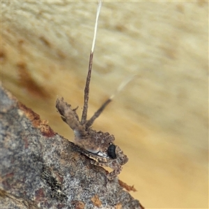 Platybrachys sp. (genus) at Higgins, ACT - 22 Feb 2025 12:24 PM