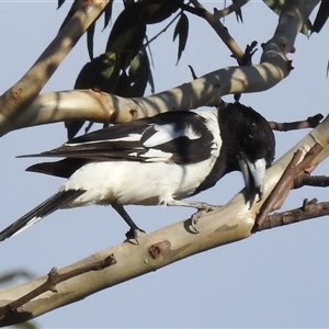 Cracticus nigrogularis (Pied Butcherbird) at Kambah, ACT - 22 Feb 2025 by HelenCross