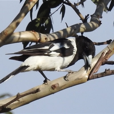 Cracticus nigrogularis (Pied Butcherbird) at Kambah, ACT - 22 Feb 2025 by HelenCross