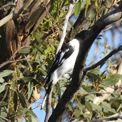 Cracticus nigrogularis at Kambah, ACT - 22 Feb 2025 06:05 PM