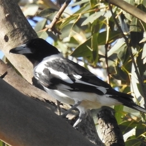 Cracticus nigrogularis at Kambah, ACT - 22 Feb 2025 06:05 PM