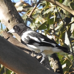 Cracticus nigrogularis at Kambah, ACT - 22 Feb 2025 06:05 PM