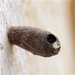 Lepidoptera unclassified IMMATURE (caterpillar or pupa or cocoon) at Higgins, ACT - 22 Feb 2025 by Hejor1