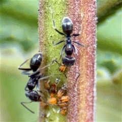 Iridomyrmex rufoniger (Tufted Tyrant Ant) at Higgins, ACT - 22 Feb 2025 by Hejor1