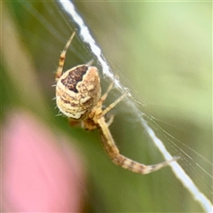 Gea theridioides (An orb weaver spider) at Higgins, ACT - 22 Feb 2025 by Hejor1