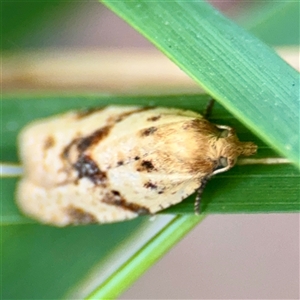 Merophyas divulsana at Higgins, ACT - Yesterday 12:05 PM