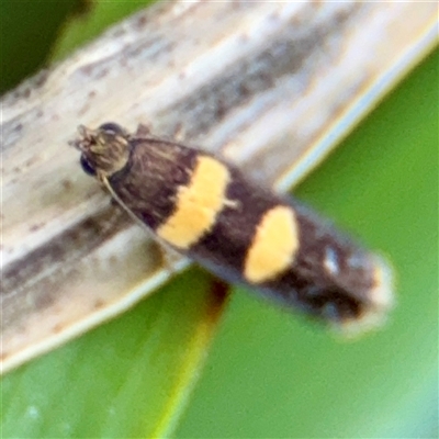 Glyphipterix chrysoplanetis (A Sedge Moth) at Higgins, ACT - 22 Feb 2025 by Hejor1