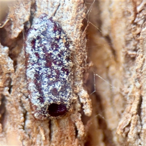 Lepidoptera unclassified IMMATURE (caterpillar or pupa or cocoon) at Higgins, ACT - 22 Feb 2025 by Hejor1