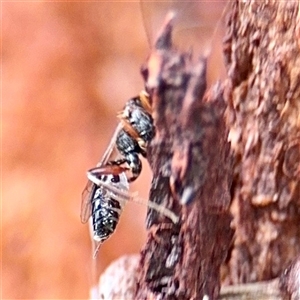 Apocrita (suborder) at Higgins, ACT - 22 Feb 2025 12:03 PM