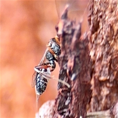 Apocrita (suborder) (Unidentified wasp) at Higgins, ACT - 22 Feb 2025 by Hejor1