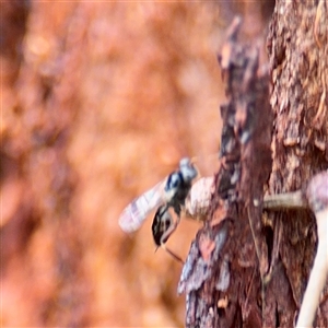 Apocrita (suborder) at Higgins, ACT - 22 Feb 2025 12:03 PM