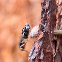 Apocrita (suborder) at Higgins, ACT - 22 Feb 2025 12:03 PM