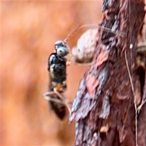 Apocrita (suborder) at Higgins, ACT - 22 Feb 2025 12:03 PM