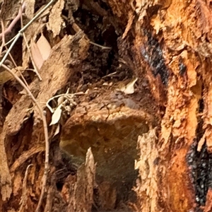 Phellinus sp. (non-resupinate) (A polypore) at Higgins, ACT - 22 Feb 2025 by Hejor1