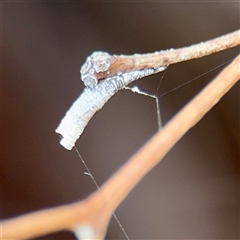 Machaerotinae sp. (family) (Tube Spittlebugs) at Higgins, ACT - 22 Feb 2025 by Hejor1