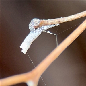 Machaerotinae sp. (family) (Tube Spittlebugs) at Higgins, ACT - 22 Feb 2025 by Hejor1