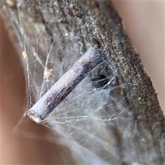 Hemibela (genus) (A Concealer moth (Wingia group) at Higgins, ACT - 22 Feb 2025 by Hejor1