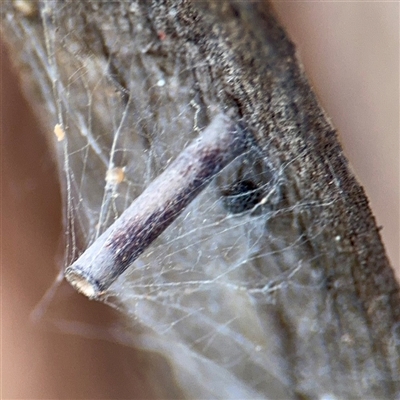 Hemibela (genus) (A Concealer moth (Wingia group) at Higgins, ACT - 22 Feb 2025 by Hejor1