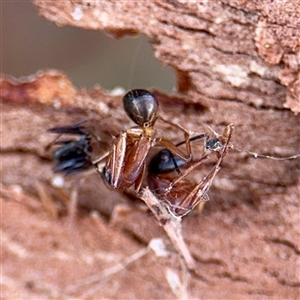 Camponotus nigriceps at Higgins, ACT - 22 Feb 2025 11:54 AM