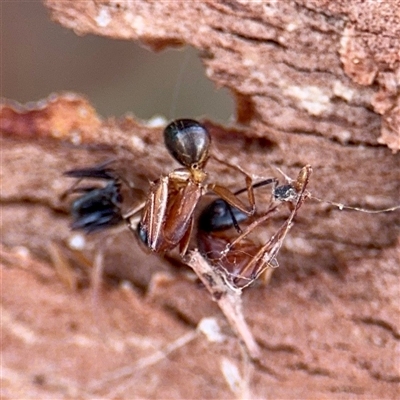 Camponotus nigriceps (Black-headed sugar ant) at Higgins, ACT - 22 Feb 2025 by Hejor1