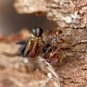 Camponotus nigriceps at Higgins, ACT - 22 Feb 2025 11:54 AM