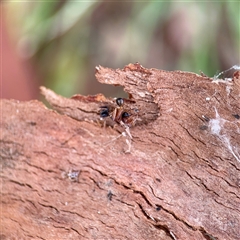 Camponotus nigriceps at Higgins, ACT - 22 Feb 2025 11:54 AM