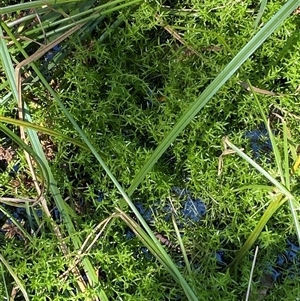 Crassula helmsii at Bruce, ACT - suppressed