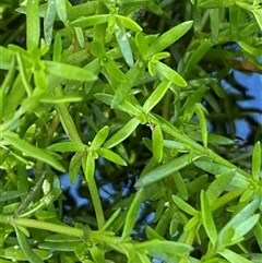 Crassula helmsii at Bruce, ACT - suppressed