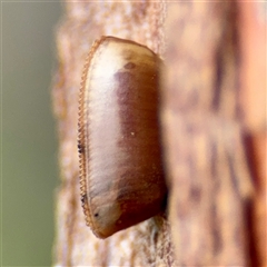 Blattidae sp. (family) (Unidentified blattid cockroach) at Higgins, ACT - 22 Feb 2025 by Hejor1