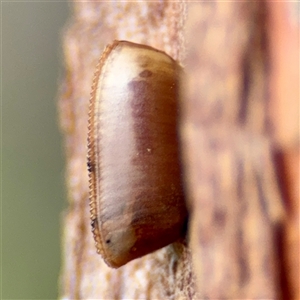 Blattidae sp. (family) (Unidentified blattid cockroach) at Higgins, ACT - 22 Feb 2025 by Hejor1