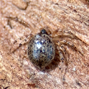 Euryopis sp. (genus) at Higgins, ACT - 22 Feb 2025 11:51 AM