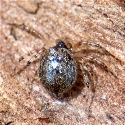 Euryopis sp. (genus) (An ant eating spider) at Higgins, ACT - 22 Feb 2025 by Hejor1