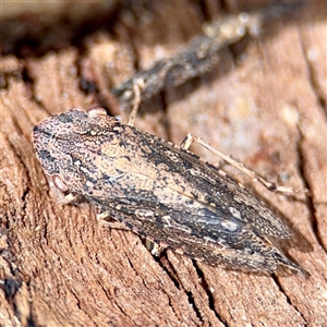 Stenocotis depressa at Higgins, ACT - 22 Feb 2025 11:49 AM