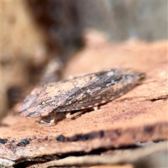 Stenocotis depressa at Higgins, ACT - 22 Feb 2025 11:49 AM