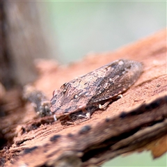 Stenocotis depressa at Higgins, ACT - 22 Feb 2025 11:49 AM