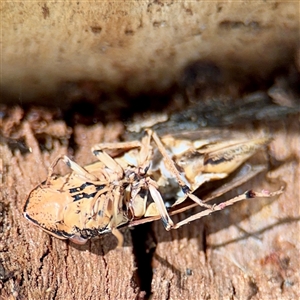 Stenocotis depressa at Higgins, ACT - 22 Feb 2025 11:49 AM