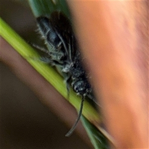 Odontomyrme sp. (genus) at Higgins, ACT - 22 Feb 2025 by Hejor1