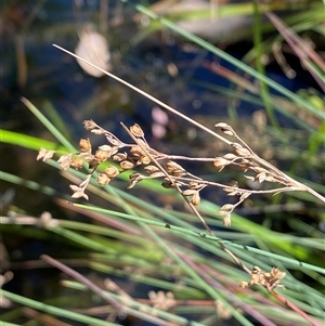 Juncus sp. at Bruce, ACT - suppressed