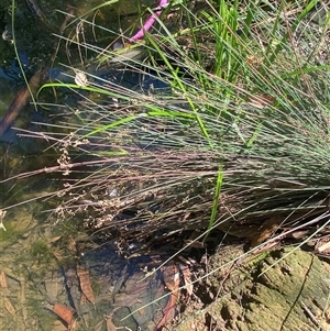 Juncus sp. at Bruce, ACT - suppressed