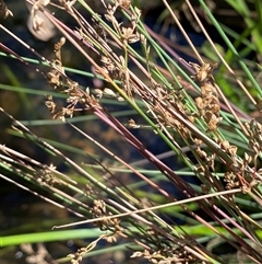 Juncus sp. at Bruce, ACT - suppressed