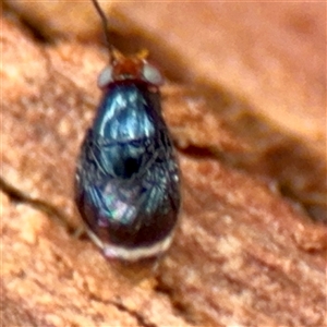 Depressa albicosta at Higgins, ACT - Yesterday 11:40 AM