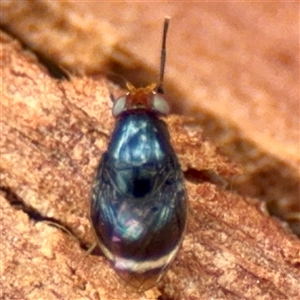 Depressa albicosta at Higgins, ACT - Yesterday 11:40 AM