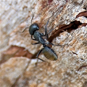 Camponotus aeneopilosus at Higgins, ACT - 22 Feb 2025 11:39 AM