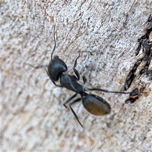 Camponotus aeneopilosus at Higgins, ACT - 22 Feb 2025 11:39 AM