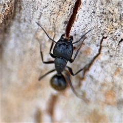 Camponotus aeneopilosus at Higgins, ACT - 22 Feb 2025 11:39 AM